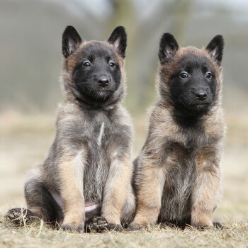 30天保障马犬幼犬幼崽纯种宠物狗狗马犬狗狗宠物级公母均有高品质公