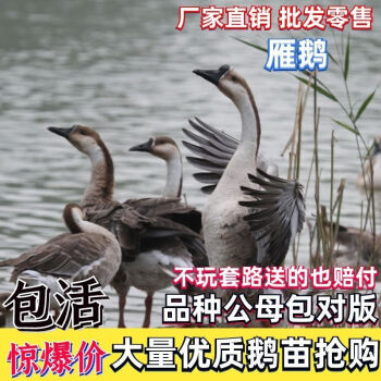 荣郁狮头鹅活苗小鹅仔批发大种灰狮头鹅正宗狮子头鹅特大巨型灰鹅幼苗