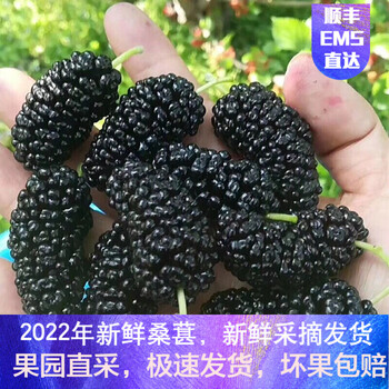 顺丰2022新鲜现摘现发新鲜桑葚鲜果桑椹孕妇水果桑枣黑桑葚果现货秒发