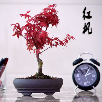 日本红枫盆景老桩室内造型矮株常年红枫树苗庭院花卉植物耐寒好养国红
