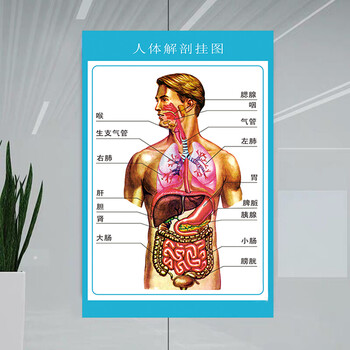 人体解剖图结构示意图人体内脏器官骨骼肌肉构造挂图全身解刨海报人体