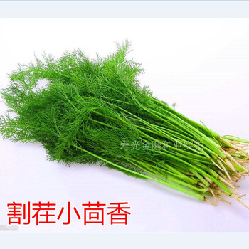 割茬小茴香种子耐寒耐热茴香种籽四季多次收获蔬菜种子割茬小茴香一斤