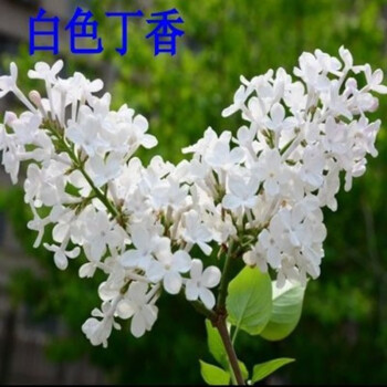 丁香花树苗庭院花树风景树丁香花苗地栽盆栽耐寒苗木蓝色风暴浓香南北