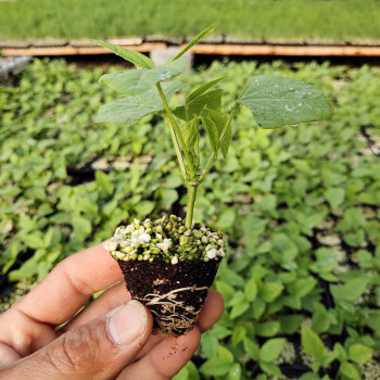 寿禾 四棱豆种子苗四季架豆 豆角四角豆皇帝豆 春季秋季冬季蔬菜苗