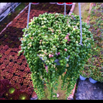 花络阁 多肉植物珍珠吊兰盆栽室内花卉 佛珠吊兰 情人泪 紫玄月 佛珠