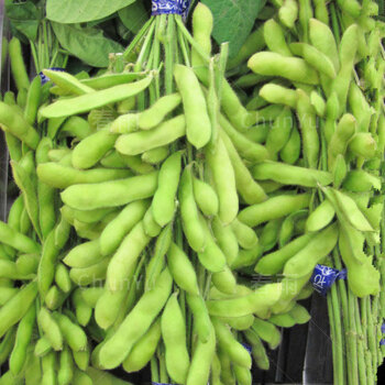 早熟毛豆种籽黄豆早毛豆高产菜毛豆特大青大豆四季夏季蔬菜种子孑毛豆