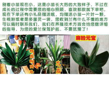 长春油匠技师大桥圆头短叶君子兰小苗绿植盆栽和尚水晶麻脸不含盆