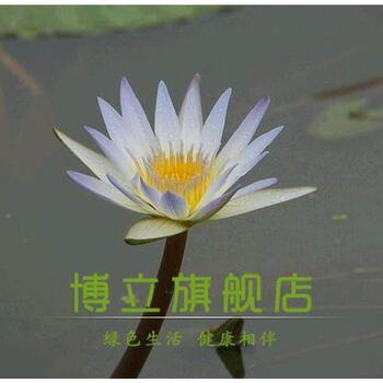 唯友(weiyou)四季迷你睡莲盆莲 种藕水莲花小睡莲水培睡莲鱼缸盆栽