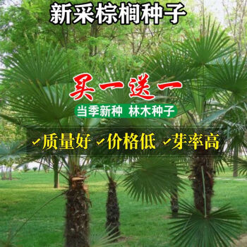 唐棕榈山棕树龙鳞棕观音竹棕竹老人葵种子芭蕉伞树种子棕榈种子半斤