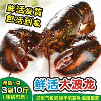 波士顿龙虾鲜活大龙虾特大10斤波斯顿澳洲海鲜水产5斤5斤一只