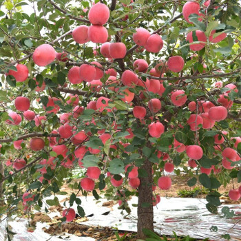 苹果树苗 嫁接苗果树苗盆栽地栽南方北方种植红富士苹果苗冰糖心苹果