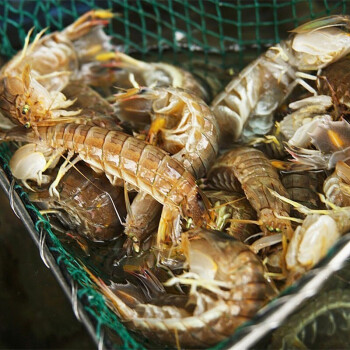 鲜活急速冰冻皮皮虾超大特大虾姑虾爬子非即食濑尿虾椒盐海鲜水产4斤