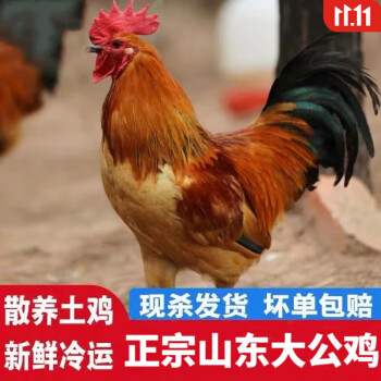 恺蒂鲜山东大公鸡农家散养老公鸡杂粮喂养整鸡笨鸡新鲜鸡肉4斤公鸡