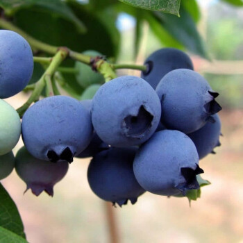 柏农蓝莓苗盆栽地栽特大蓝莓果树苗南方北方种植阳台庭院四季蓝莓树苗