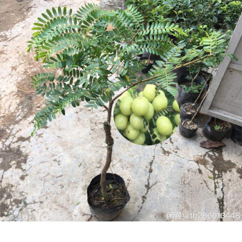 油甘果树苗嫁接果树苗甜油甘余甘果耐寒水果苗盆栽地栽当年结果2年苗