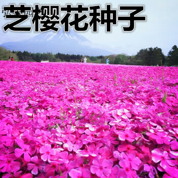 德资丛生福禄考种子芝樱花种子五色梅种子景花花海绿化种子芝樱花白色