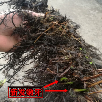 蕨菜根苗绿色蕨菜种苗四季蕨菜根蕨菜无公害种植苗德资长10厘米50棵