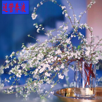 干枝雪柳鲜条遇水开花水培植物鲜枝鲜切花喷雪花插水枯木逢春干支雪柳