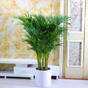 凤尾竹室内客厅大型绿植袖珍叶夏威夷盆景富贵椰花卉大型13米到14米