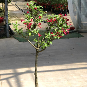 树苗锦带花苗庭院绿化树种红王子锦带花苗花叶锦带 红王子锦带独杆2cm