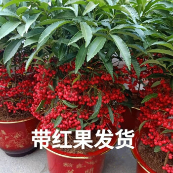 金玉满堂花盆栽植物带果发货富贵籽盆栽黄金万两室内客厅绿植朱精品中