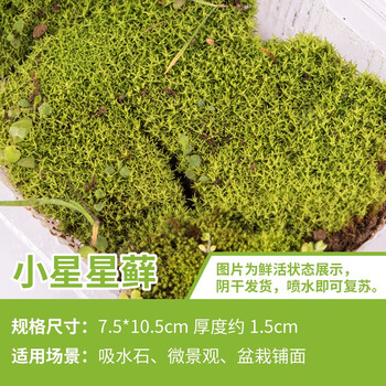 盆景盆栽装饰青苔苔藓植物微景观生态瓶鲜活仿真铺面 小星星藓1盒10