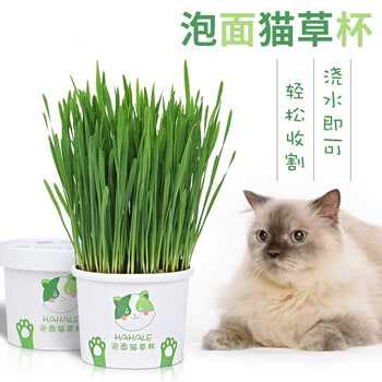 mamypets 猫草种子盆栽水培猫草种籽猫薄荷猫零食种植