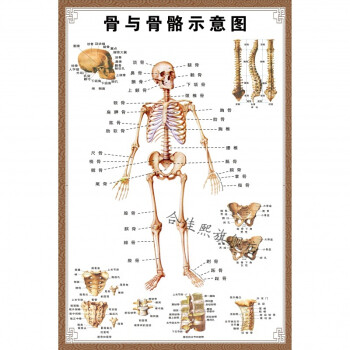 分布图海报横版骨与骨骼示意图4060厘米24寸可移除背胶易清理不留残