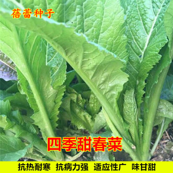 四季甜春菜种子青菜种籽潮汕揭阳香芥菜耐寒盆栽蔬菜种孑四季甜春菜