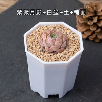 含盆含土肉肉套餐组合盆栽易养室内小盆栽多肉植物可爱肉肉紫薇月影白