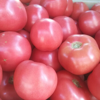 云南西红柿沙瓤粉果生吃水果番茄农家应季露天种植自然成熟 3斤【图片