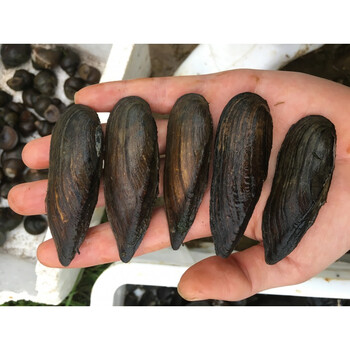 小河蚌原生活体宠物淡水冷水鳑鲏旁皮繁殖除藻剑状矛蚌5个包活4个少见