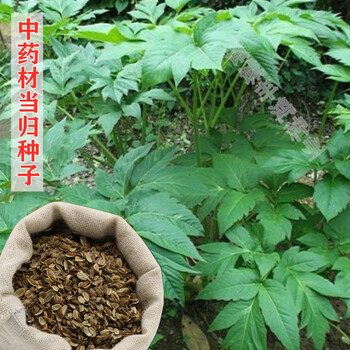 野生特级岷县当归种籽四季播养生云当归可食用中药材种子当归种子50克