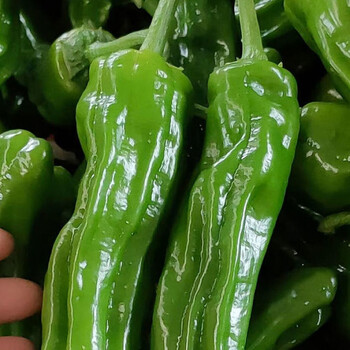 苏椒新鲜薄皮青椒现摘虎皮微辣辣椒芜湖椒泡椒青辣椒新鲜蔬菜湾钰蜜5