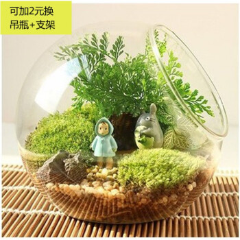 苔藓微景观生态瓶植物多肉盆栽diy材料包桌面玻璃小摆件组合雨衣小梅