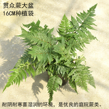 波斯顿蕨盆栽排草肾蕨室内阳台盆栽绿植观叶蕨类植物贯众蕨大盆不含盆