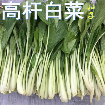 高梗白高梗青白菜种子长杆白菜种籽高杆小白菜腌制酸菜大田蔬菜孑2包