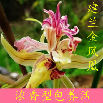 兰花苗盆栽名贵精品浓香型花卉建兰金凤凰绿植花卉室内盆栽金凤凰3苗