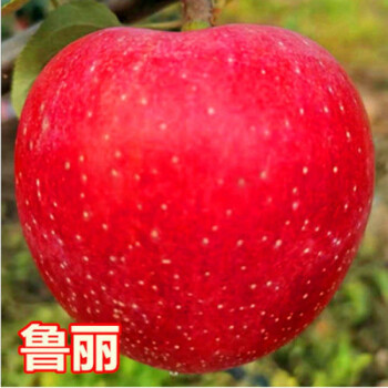 欲静嫁接苹果树苗红富士苹果苗地载庭院南方北方种植当年结果鲁丽4年