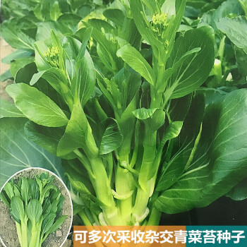 甜菜心种子阳台盆栽田园种植蔬菜种子80天60天粗条靓苔209青菜苔100克