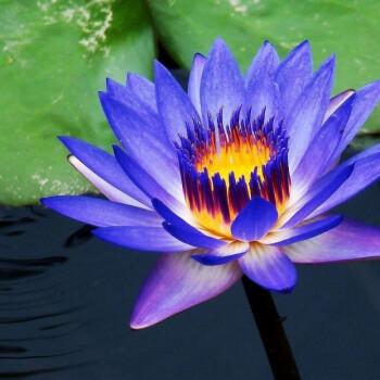 块带芽水培微型莲花根茎水池鱼缸水生花种根紫莲小睡莲根块3个营养液