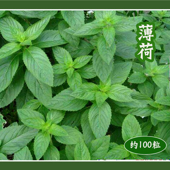 食用薄荷清凉薄荷驱蚊草猫薄荷种子阳台盆栽四季播种花草柠檬薄荷美国