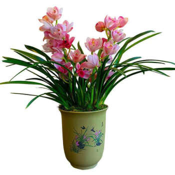 超香型大花蕙墨建兰花卉盆栽室内植物绿植当年开花兰花苗变色龙精品79