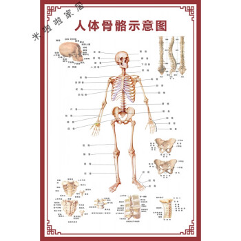 人体骨骼图挂图器官内脏结构图海报脊柱图解肌肉分布解剖图挂画 人体