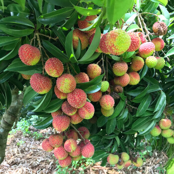 三得农无核荔枝苗妃子笑荔枝苗仙进奉荔枝苗桂味荔枝苗果树苗盆栽庭院