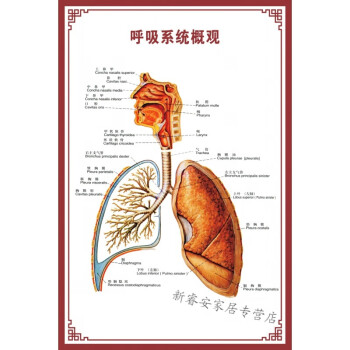 人体内脏解剖示意图医学骨骼肌肉器官血管血液结构图医院海报呼吸概观