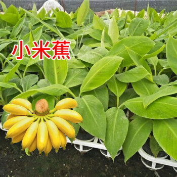 香蕉树苗南方四季苹果蕉红皮矮化芭蕉抗寒室内盆栽种植水果树苗适合