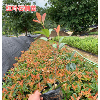 红叶石楠树苗带土石楠苗别墅庭院球形绿化植物园林工程花坛篱笆苗石楠