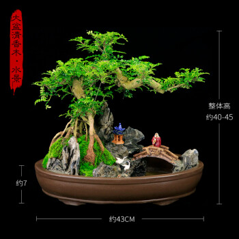 假山造型树桩办公室精品附石盆景大型清香木水景可实物挑选带盆栽好