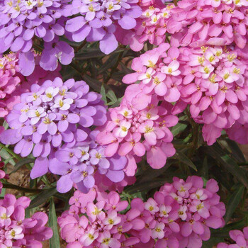 蜂室花种子屈曲花景观园林园艺鲜花种子四季播种庭院绿化观花种子花乡